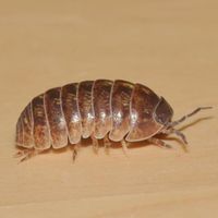 pillbug for Louisiana - Armadillidium vulgare