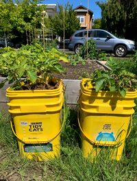 How to Grow Potatoes in a Bucket