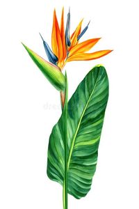 Watercolor Bird Paradise Flowers Isolated White Background Stock Illustrations – 810 Watercolor Bird Paradise Flowers Isolated White Background Stock Illustrations, Vectors & Clipart - Dreamstime