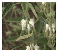 Phlomis purpurea ‘Alba’ | Lambley Nursery