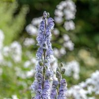 Morton Hall Gardens on Instagram: "A beauty to be treated with caution: Aconitum ‘Stainless Steel’ is one of the earliest of these poisonous, yet indispensable perennials. All parts of the plants are poisonous, but, apparently, the poison in the petals deters non-pollinating insects which would otherwise chew a channel for themselves to reach the nectar. Photo by @clivenichols #aconitum #aconite #aconitumnapellus #poisonousplants #unusualplants #perennials #blueflowers #architecturalplants #sum