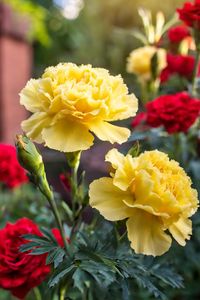 Combining carnations with other companion flowers allows for a play of colors and textures that is truly breathtaking. It's a floral symphony that celebrates diversity and harmony.