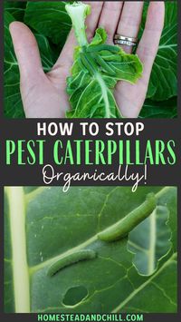 Cabbage worms can be sneaky, frustrating, and cause a lot of damage to plants. But I have good news: there are many easy ways to stop cabbage worms from destroying your garden, and still reap a beautiful, bountiful harvest! Come learn 8 organic ways to get rid of cabbage worms and cabbage moths. #gardentips #organicpestcontrol #organicgardening #cabbageworms