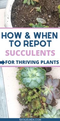 Repotting succulents can be tricky, especially when you're unsure about the right timing and techniques. This post provides detailed guidance on planting, repotting, and replanting succulents to ensure healthy growth. Save this pin for later to master the art of succulent care and keep your plants thriving!