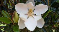 11 Reasons Why You'll Love Magnolia 'Little Gem'