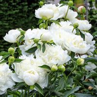 Peony Roots (Fall-Planted) - Duchesse De Nemours, Late Spring To Early Summer/Light Pink/Off White Flowers With A Touch Of Yellow, Eden Brothers