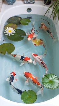 Dreaming of a DIY koi pond? These ideas will guide you through creating an indoor oasis, from simple DIY ponds to intricate water features. Add some greenery with water plants or place the pond in your living room to create a striking feature. Perfect for anyone who wants to design a calm and peaceful space at home. See Ideas #DIYKoiFishPondIndoor #KoiFishPondDIYIndoor #IndoorPondIdeas #HomeWaterFeatures