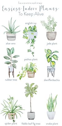 The easiest, and prettiest, house plants to keep alive