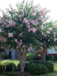 Muskogee Crape Myrtle