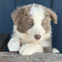 Lilac Border Collie - Sonic