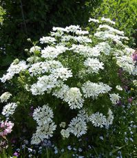 From Crete comes this enchanting, rarely seen, cottagey, go-with-everything annual everyone should try. Extra large, 4-5” sparkling, pure white, lace cap flower heads appear in profusion floating atop lush, ferny, emerald green foliage. To 3’ x 2’, you’ll get months of bloom, especially when you snip the blooms – so pretty in bouquets! Tough, easy, fast and a swell rest stop for butterflies and other pollinators. Self-sows = free plants! Not fussy, but best in rich, well drained soil. Note: This is not “Queen Anne’s Lace”.