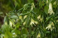 Uvularia grandiflora