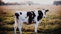 Prim’holstein