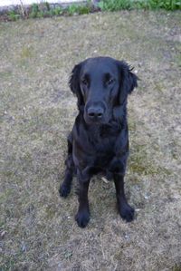 Momo :) Bulla's bestfriend - flat coated retriever