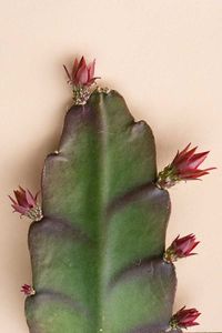 Growing Orchid Cacti: How to Care for Epiphyllums Indoors