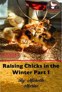 Read all about raising chicks in the winter!