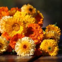 Cut flower growers gravitate to this calendula for the clean, crisp flowers in bright and cheery colors. A stunning mix of orange, yellow and a stunning apricot color. SHIPPING Seed Untreated 1/16 Ounce: On backorder CULTURE Soil temperature: 60 - 68 degrees fahrenheit Germination days: 7 - 14 days Grow on temperature day: 50 - 55 degrees fahrenheit Weeks indoor: 12 - 15 weeks Plant spread: 12 - 15 inches Plant height: 25" Plant type: annual Maturation days: 65 days