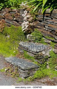 Old stone steps leading up to a drystone retaining wall. Sedum album and Soleirolia (Helxine) soleirolii root in the cracks - Stock Image