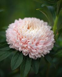 Chiltern Seeds | Whilst some flowers start to look past their best at this time of year, China Asters like to start showing off with their large, blousy… | Instagram