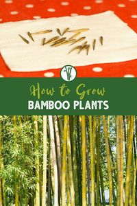 If you're interested in growing your own bamboo plants, you have a few options to choose from, including starting from seeds or root balls. While it may seem daunting, growing bamboo can be a fun and rewarding experience. Check out our blog for tips on how to get started!