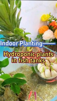 Hydroponic Plants in the Fish 🐟 Tanks  👉👉The Self-Sufficient Backyard 💯 Bio 🔥🥳  by: @GardenHomeMania