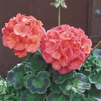 Maverick coral geranium seeds. Geranium is on UNR plant list. Most geraniums/pelargoniums enjoyed by deer