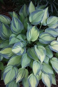 Hosta 'June' - 3' wide clumps of Hosta 'June' are topped with light violet flowers on 20" scapes in early summer...attractive to hummingbirds. I love June and have her in several places.