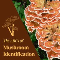 If you've always wanted to get into fungi foraging but don't know where to start, then check out this beginner's guide to mushroom identification!