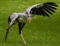 The secretarybird or secretary bird (Sagittarius serpentarius) is a very large, mostly terrestrial bird of prey. Endemic to Africa, it is usually found in the open grasslands and savannah of the sub-Saharan region.  It appears on the coats of arms of Sudan and South Africa.