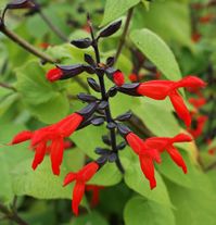 Salvia gesneriiflora ‘Tequila’