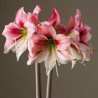 Amaryllis Glee