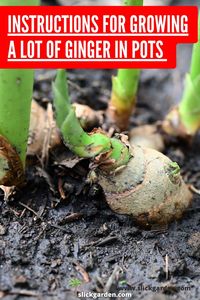 "Containers can be the key to a flourishing ginger garden! Dive into our Pinterest-inspired guide, featuring tips and tricks for growing ginger in containers. It's time to enjoy the taste of homegrown goodness!"