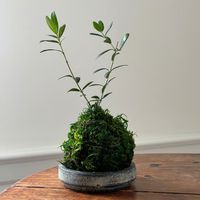 Olive Tree Kokedama | Bloomist