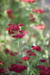 Achillea ‘Summerwine’ A perennial that has much appeal in borders and is also highly attractive to pollinators. It has divided foliage that is a good foil to its handsome crimson flowers. Happiest in full sun. 90cm x 50cm.