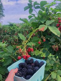 berry picking // berry picking farm // gardening lifestyle // berry garden