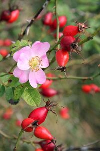 Rosehips