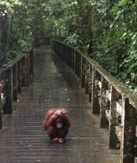 #orangutan #cute #animals #fashion #aesthetic #baby #sad #rain #travel #traveltips