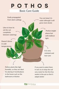 Pothos: Basic Care Guide #hydroponicgardening #greenhousegardening #indoorgardenkits #thesmartgarden #gardeningkitgift