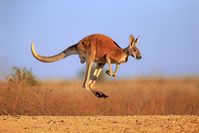 Captivating Kangaroo Facts