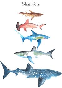 Sharks Art Print