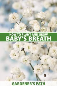 How to Grow Baby’s Breath (Gypsophila) | Gardener’s Path