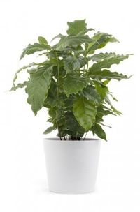 Cutting Back Coffee Plant - Pruning Of Coffee Houseplants