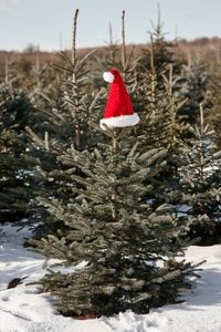 50 Best Christmas Tree Farms In America - Christmas Tree Farms Near Me