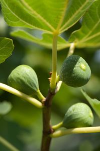 Are You Stuck with a Tree Full of Unripe Figs? — The Italian Garden Project