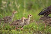 Osceola turkey poults