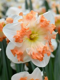 This colorful Daffodil 'Sunny Girlfriend' has a crown that goes from yellow at the center, via white, to lightly frayed orange-pink edges. The crowns contrast beautifully with the bright white color of the petals. When you put 'Sunny Girlfriend' in a vase, its gentle fragrance will bring the essence of spring into your living room. Top size bulbs. Height: 18 Inches. Bulb Size: Top Size 15/17 • Very Popular Cut Flower• Deer Resistant!