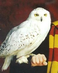 Hedwig, Harry Potter's owl