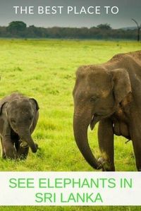 Where is the Best Place to See Elephants in Sri Lanka?