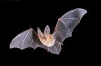 Townsend's Big-eared Bat - Corynorhinus townsendii