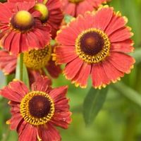 Őszi napfényvirág (Helenium) rendelés | Florapont